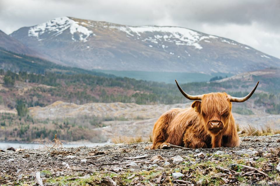 A highland cow in front of a snow-capped mountain